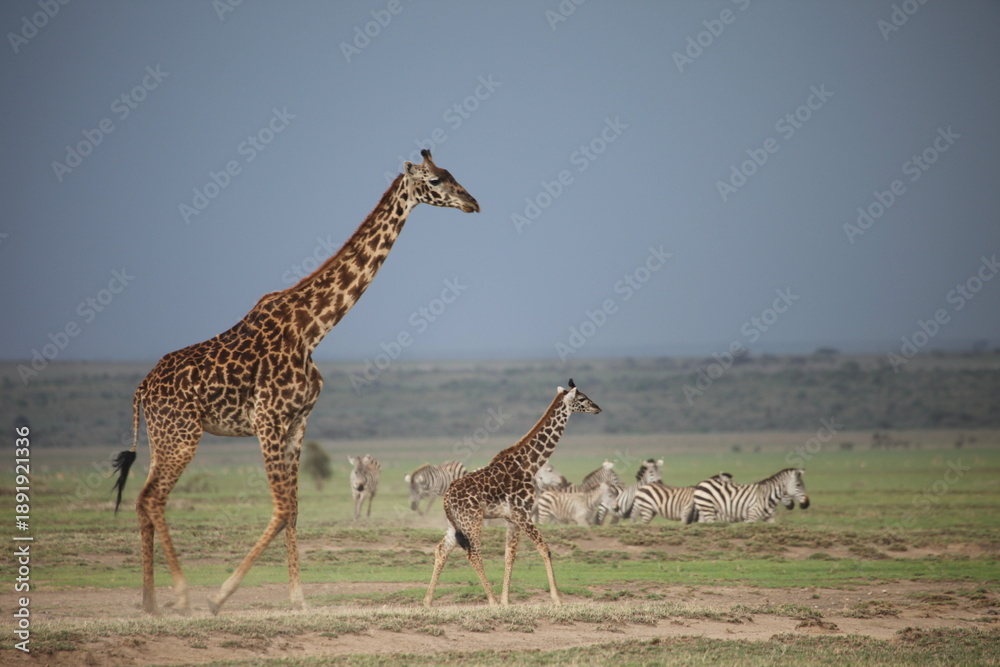 Obraz premium Masai giraffe (Giraffa tippelskirchi), endangered with extinction and plains zebra are crossing a dirt road in Serengeti national park, Tanzania. Sometimes called the Kilimanjaro giraffe.