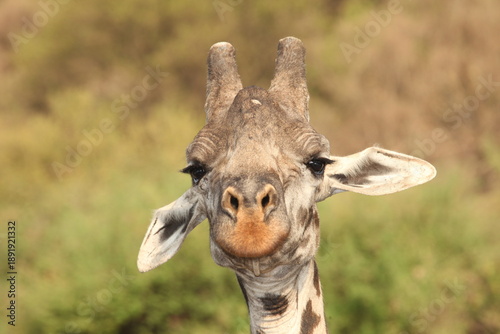 A Masai giraffe (Giraffa tippelskirchi) in Serengeti national park, Tanzania. Sometimes called the Kilimanjaro giraffe, this species is globally endangered with extinction