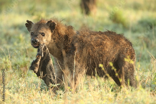 Canvastavla A spotted hyena - Crocuta crocuta - feeding on a carcass