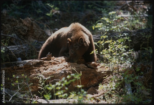 An American black bear (Ursus americanus) is eating termites in a termite nest in a log in Sequoia National Park, California 