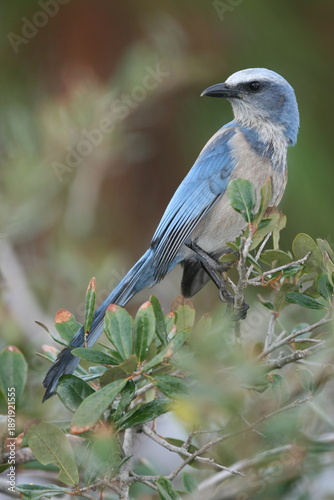 Obraz na plátně Florida Scrub-Jay (Aphelocoma coerulescens) in Florida, USA