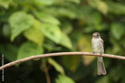 Fotografie Northern Tropical Pewee - Contopus bogotensis