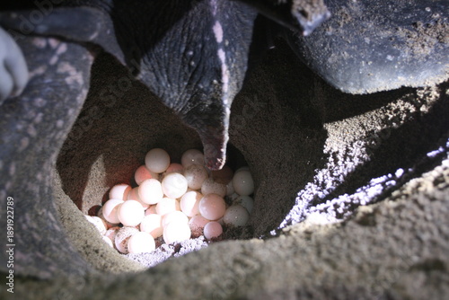 A female leatherback sea turtle - Dermochelys coriacea - is laying its eggs. It is globally threatened with extinction (vulnerable).