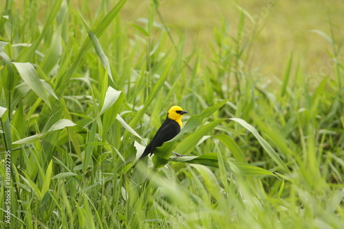 A male yellow-hooded blackbird - Chrysomus icterocephalus