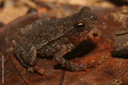 Forest Toad - Rhinella alata - in Costa Rica