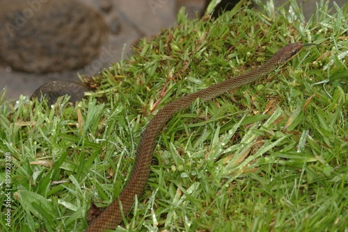 Salmon-bellied Racer - Mastigodryas melanolomus - snake - in Costa Rica