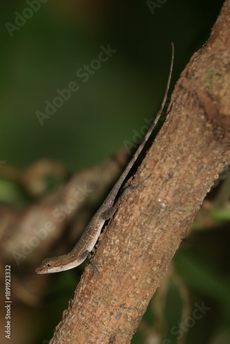 Anoles lizard on a tree in Costa Rica