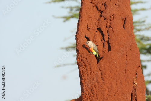 A red-bellied parrot - Poicephalus rufiventris - is at its nest in a termite mound