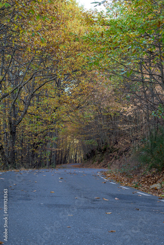 Wallpaper Mural Autumn forest road tunnel Torontodigital.ca