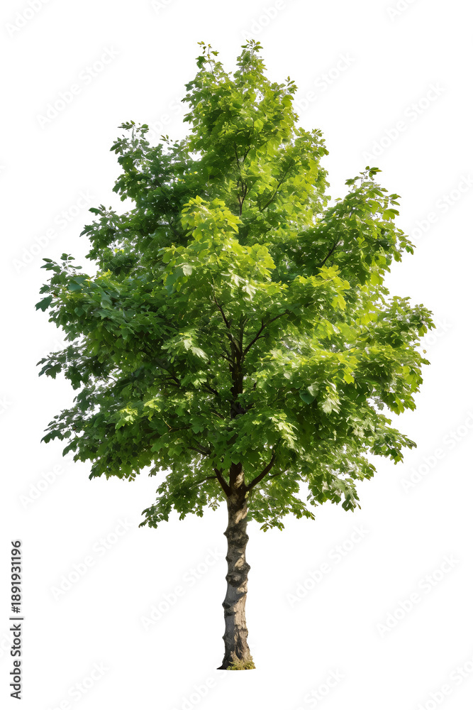 Obraz premium A single green deciduous tree with lush foliage, isolated on a plain white background. Ideal for nature, gardening, and environmental themes. Shows healthy plant growth and natural beauty.