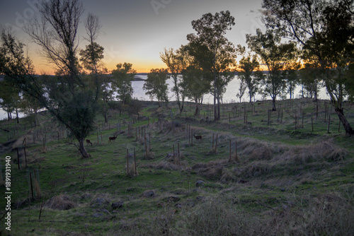 Wallpaper Mural Sunset lakeside meadow with deer Torontodigital.ca
