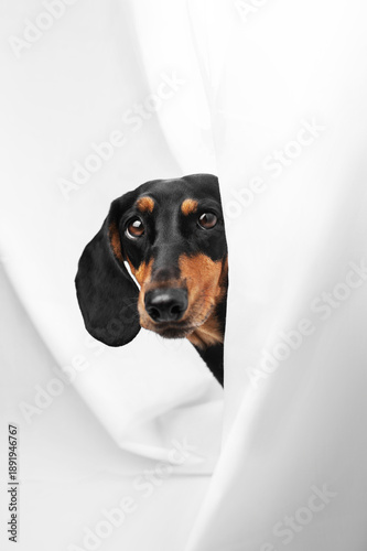 dachshund dog stylish studio fashion portrait of a pet on a white background, the dog looks funny from behind a curtain