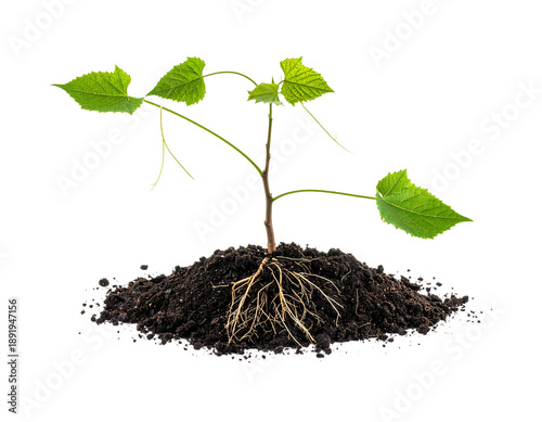 Young green plant sprout with visible roots in dark soil isolated on white background, realistic grapevine seedling for gardening, agriculture growth, ecology, and spring planting mockup