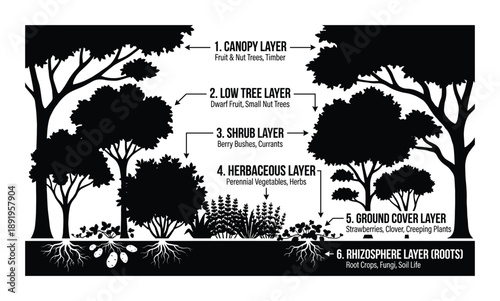 Forest layers scheme with trees and plants vector diagram showing vertical stratification