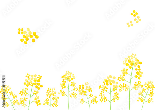 黄色い菜の花のフレーム