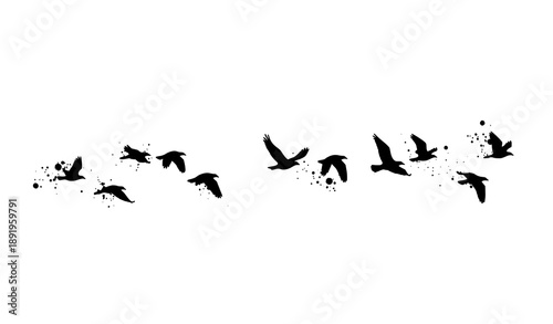 Grunge brush flying birds line art vector illustration