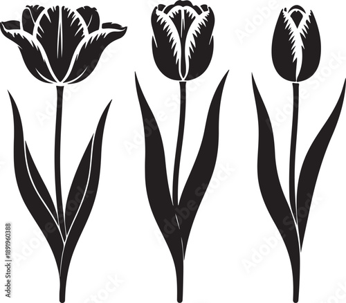 Collection of three stylized black tulip flowers with closed and partially open buds