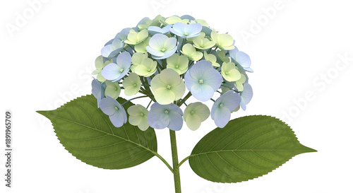 Blue and Green Hydrangea Flower Bloom