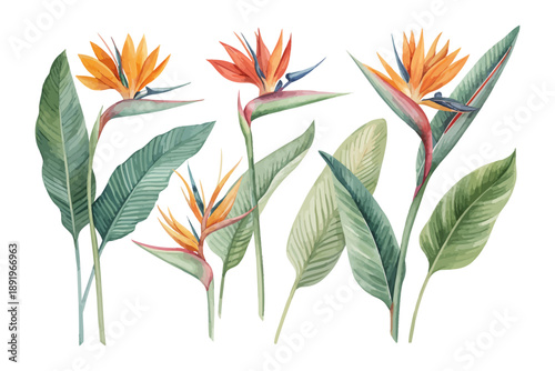 Photos Watercolor Bird of Paradise Flower Art, Tropical Botanical Illustration, vector