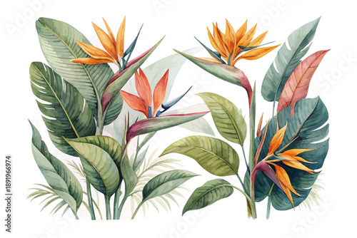 Watercolor Strelitzia Bird of Paradise, Tropical Floral Vector Illustration Isolated on White