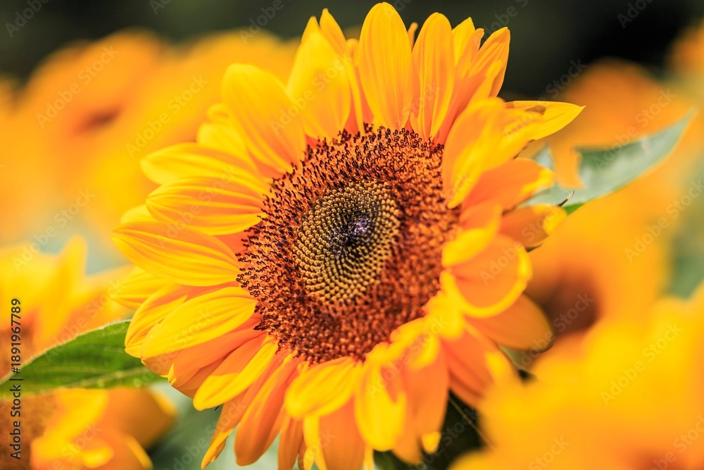 Naklejka premium Macro View of a Honeybee Pollinating a Vibrant Sunflower