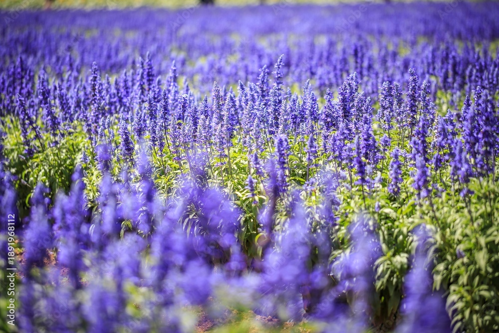 Obraz premium Vibrant Field of Purple Salvia Flowers in Bright Summer Sunlight