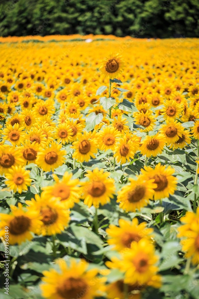 Fototapeta premium Sun-Drenched Field of Vibrant Yellow Sunflowers in Full Bloom
