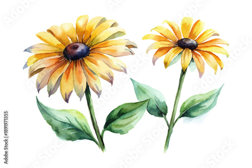 Photos Black-eyed Susan Watercolor Flower, Garden Botanical Illustration Isolated on Wh