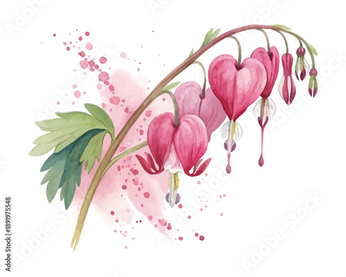Watercolor Bleeding Heart Bloom, Love Inspired Botanical Vector Illustration Isolated on White