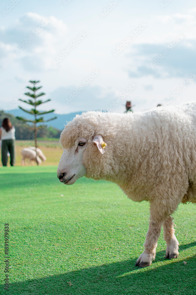Fototapeta premium Close up young sheep in a meadow on a farm