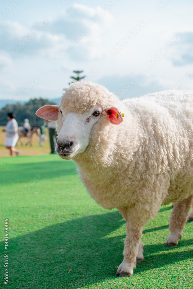 Obraz premium Close up young sheep in a meadow on a farm