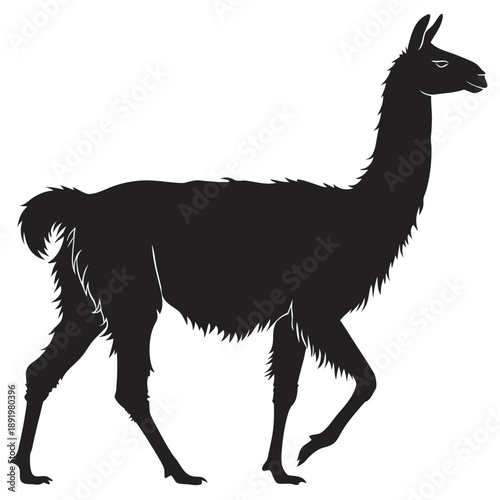 A black silhouette of a llama walking to the right on a white background.