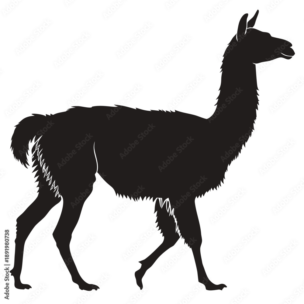 Obraz premium Silhouette of a llama walking against a white background.