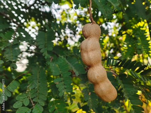 Fresh tamarind is still on the tree.