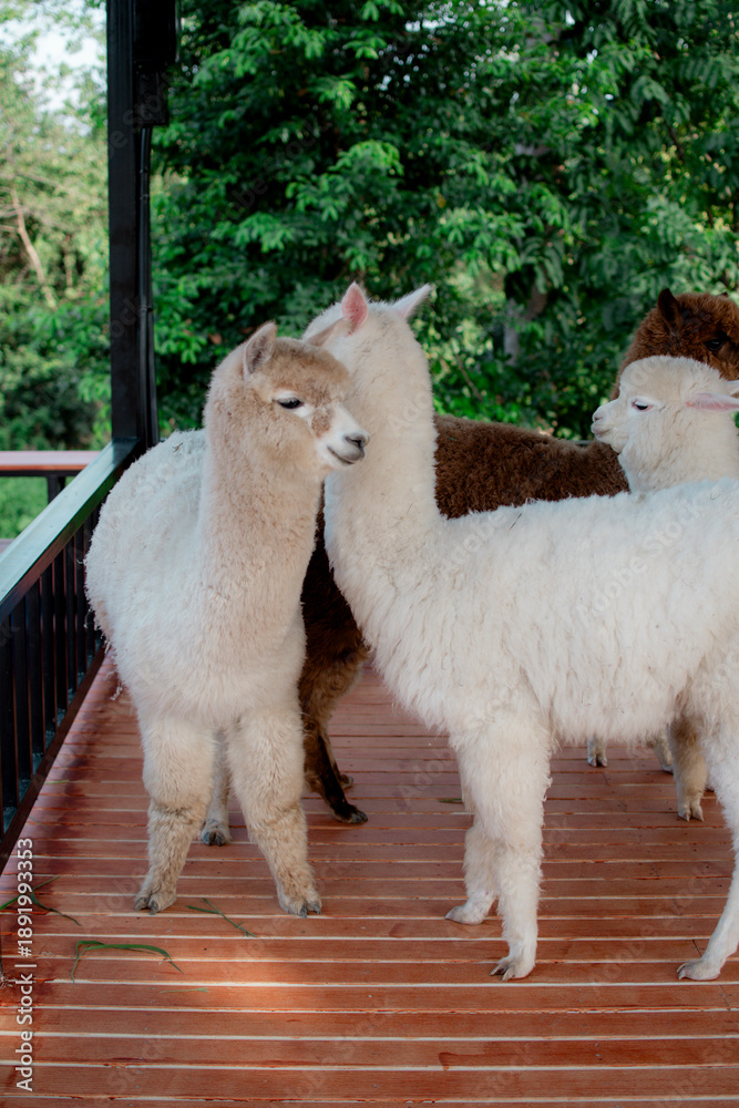 Obraz premium Alpacas in a zoo; the backdrop is a zoo where alpacas live.