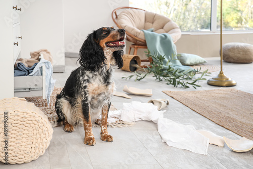Naughty cocker spaniel sitt...