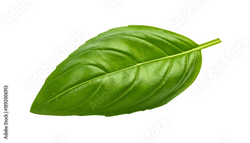 Single Fresh Green Basil Leaf Isolated.