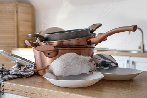 White rat near dishes on ta...