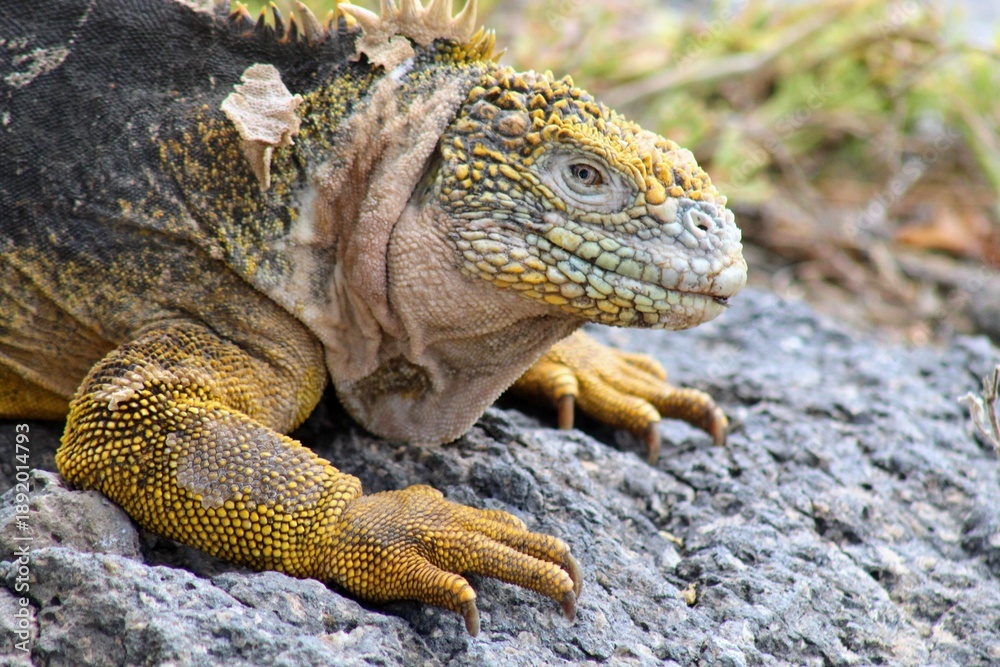 Fototapeta premium galapagos land iguana