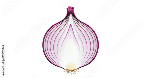 Cross-section of a Red Onion
