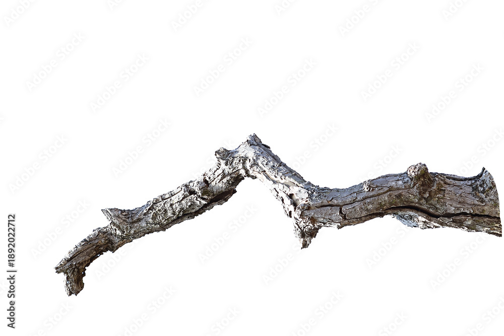 Fototapeta premium Dead branch with cracked bark isolated on transparent background.