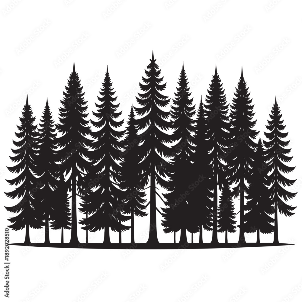 Obraz premium Black silhouette of a dense forest of pine trees with tall evergreen conifers