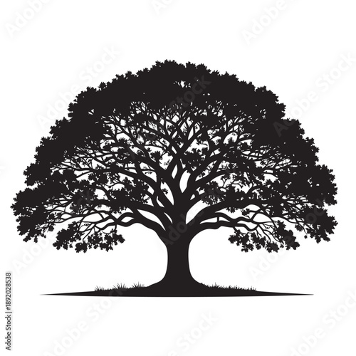 A black silhouette of a large tree with sprawling branches