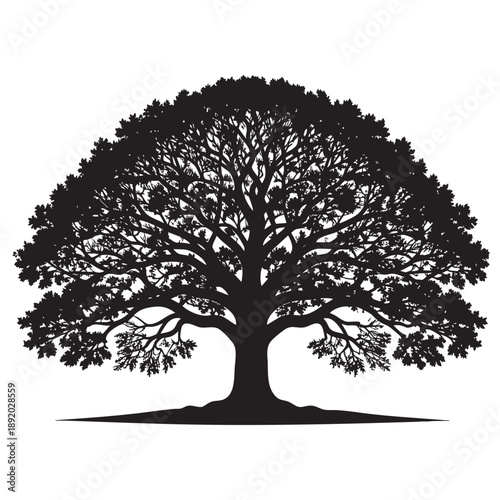 Silhouette of a large tree with sprawling branches