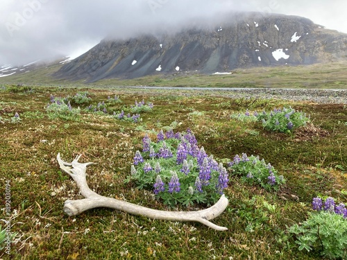 Discarded Caribou Antler in an Alaskan Lupine Field