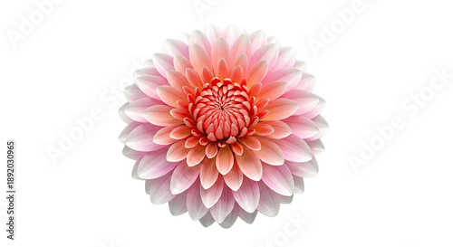 Pink and Coral Dahlia Flower