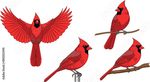 Red Cardinal Bird Vector Illustration Set with Flying and Perched Poses in Detailed Flat Style for Wildlife, Nature, and Ornithology Designs