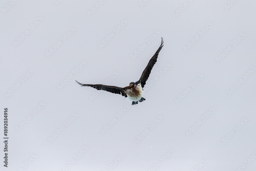 Obraz premium Close-up of an Antarctic Shag -Leucocarbo bransfieldensis- flying low and carrying seaweed in its beak as nesting material, near Fish Islands, on the Antarctic Peninsula
