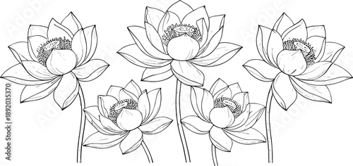 Lotus flower line art vector set with blooming water lily flowers in elegant hand drawn botanical style