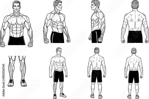 Detailed black and white vector illustrations of male muscle anatomy and bodybuilder physique shown from front side and back views for fitness and medical education.